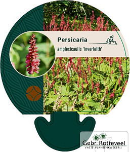 Persicaria amplex. 'Inverleith'
