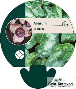Asarum splendens