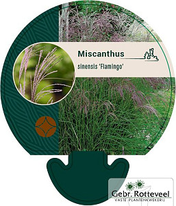 Miscanthus sin. 'Flamingo'