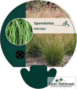 Sporobolus heterolepis