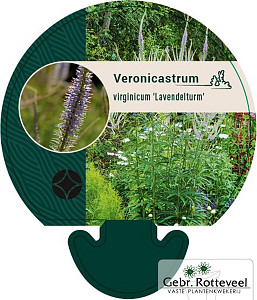 Veronicastrum virg. 'Lavendelturm'