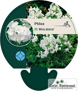Phlox (P) 'White Admiral'
