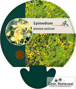 Epimedium pinnatum colchicum