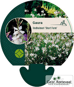 Gaura lind. 'Short Form'