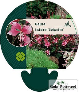 Gaura lind. 'Siskiyou Pink'