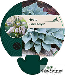 Hosta 'Halcyon'