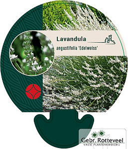 Lavandula ang. 'Edelweiss'