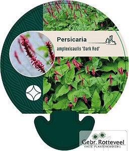 Persicaria amplex. 'Dark Red'