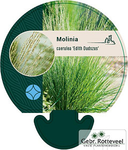 Molinia caerulea 'Edith Dudszus'
