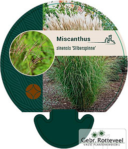 Miscanthus sin. 'Silberspinne'