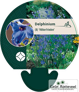 Delphinium (B) 'Völkerfrieden'