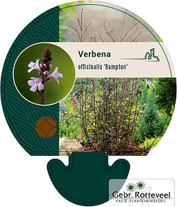 Verbena officinalis 'Bampton'
