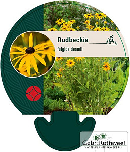 Rudbeckia fulgida deamii