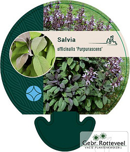 Salvia off. 'Purpurascens'