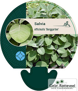 Salvia off. 'Berggarten'