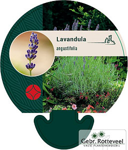 Lavandula angustifolia