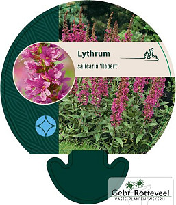 Lythrum sal. 'Robert'