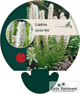 Liatris spicata 'Alba'