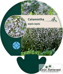 Calamintha n. nepeta