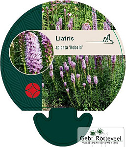 Liatris spicata 'Kobold'