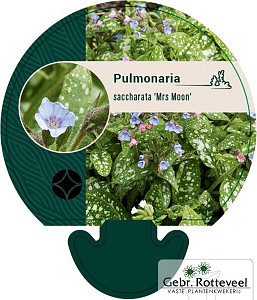 Pulmonaria s. 'Mrs Moon'