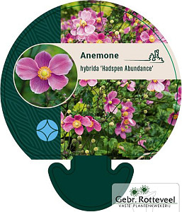 Anemone hyb. 'Hadspen Abundance'