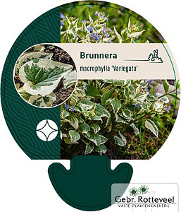 Brunnera macr. 'Variegata'