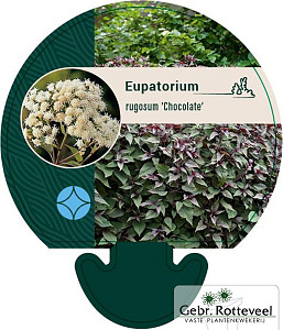 Eupatorium rugosum 'Chocolate'
