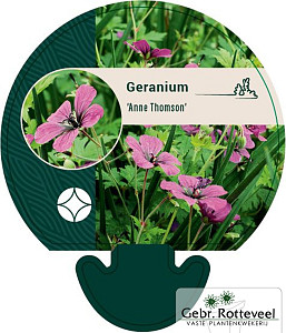 Geranium 'Anne Thomson'