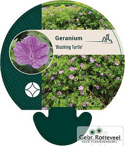 Geranium 'Blushing Turtle'