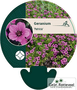 Geranium 'Patricia'