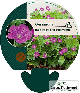 Geranium rivers. 'Russell Prichard'