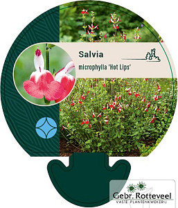 Salvia micr. 'Hot Lips'