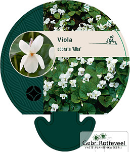 Viola odorata 'Alba'