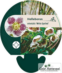 Helleborus o. 'White Spotted'