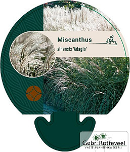 Miscanthus sin. 'Adagio'
