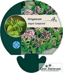 Origanum vulg. 'Compactum'
