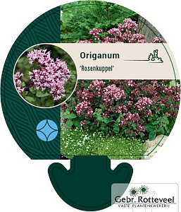Origanum 'Rosenkuppel'