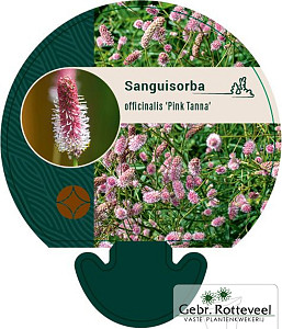 Sanguisorba o. 'Pink Tanna'