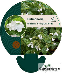 Pulmonaria off. 'Sissinghurst White