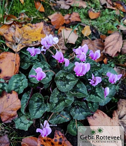 Cyclamen hederifolium