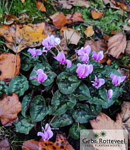 Cyclamen hederifolium