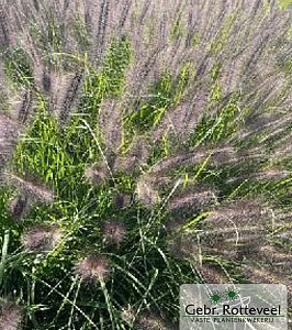 Pennisetum al. 'Black Beauty'