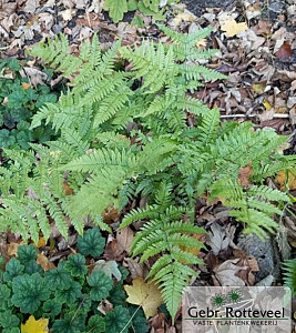 Dryopteris erythrosora