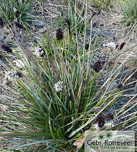 Sesleria heufleriana