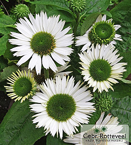 Echinacea purp. 'Virgin'