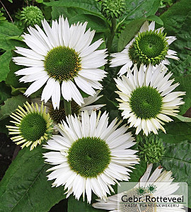Echinacea purp. 'Virgin'