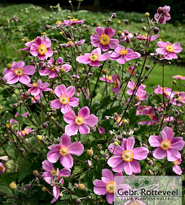 Anemone hup. 'Praecox'
