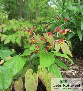 Epimedium omeiense 'Akame'