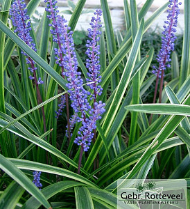 Liriope muscari 'Variegata'